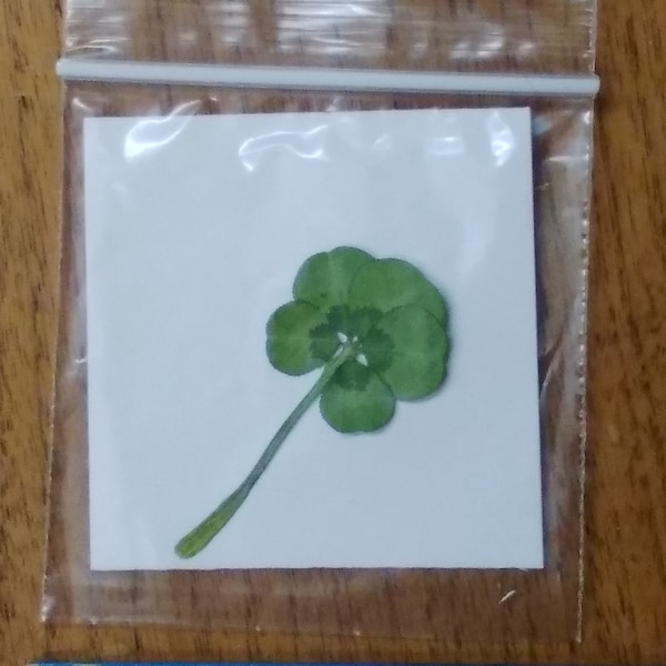 Pressed Four  and FIVE-leaf clover - more than good luck!