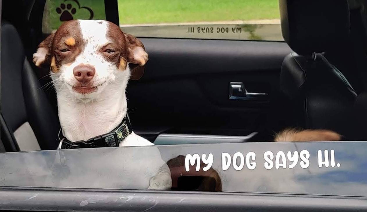 Why Is My Puppy Scared Of Cars