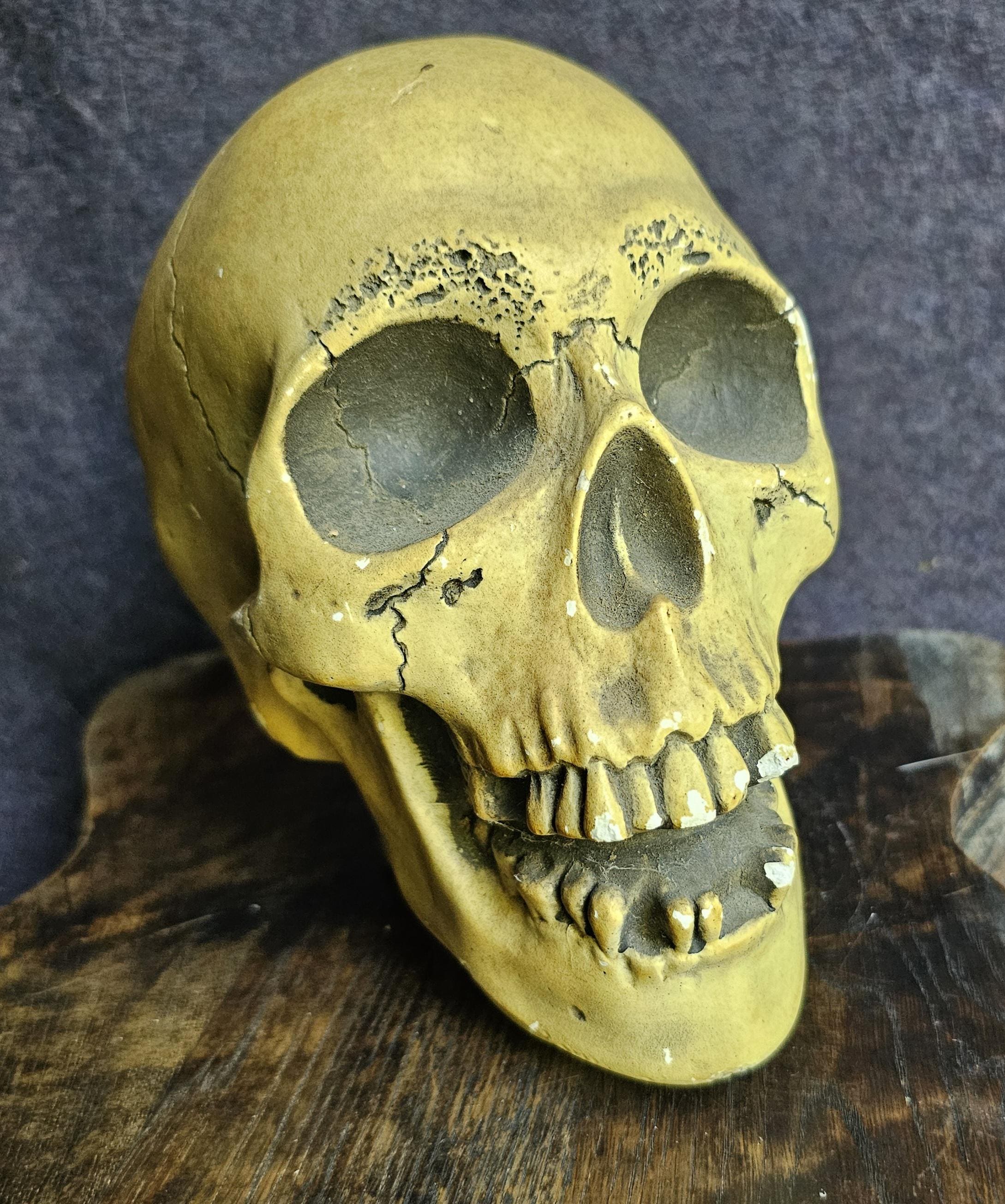 Randotti Skull - Etsy