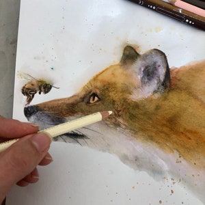May include: A watercolour painting of a fox with a bee in the background. The fox is painted in shades of brown and white, with a hint of pink on its ear. The bee is painted in yellow and black. The painting is on a white background with a few brown spots.