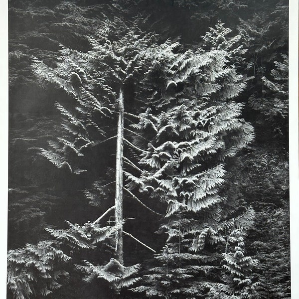 Conifer, Hurricane Ridge, Washington by Bob Kolbrener, Original Signed B&W Photograph, 1980