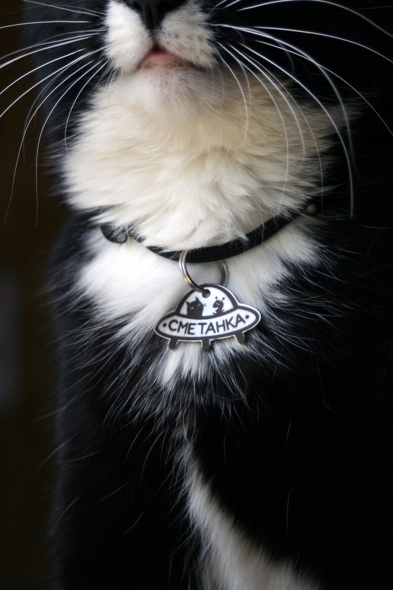 May include: A black and white cat wearing a black collar with a silver tag that says "СМЕТАНКА". The tag is shaped like a UFO with two small cats inside.