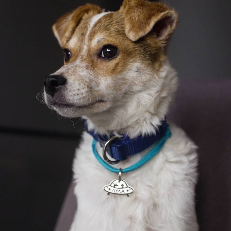 May include: A white and brown dog with a blue collar and a silver tag shaped like a UFO with the name "LYYA" engraved on it.