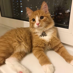 May include: A ginger and white cat with green eyes is lying on a white surface. The cat is wearing a collar with a tag that says "MARS".