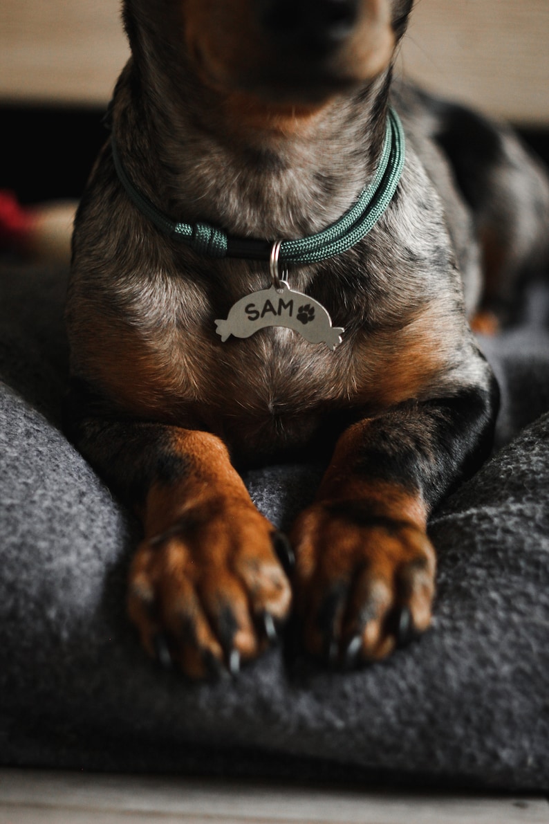 Personalized Sausage Dog ID Tag: Stainless Steel Pet Tag image 6
