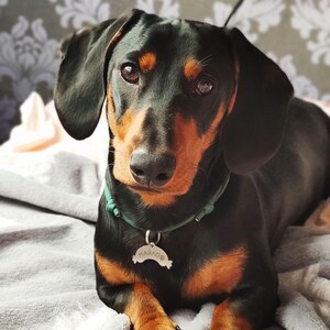 Personalized Sausage Dog ID Tag: Stainless Steel Pet Tag image 8