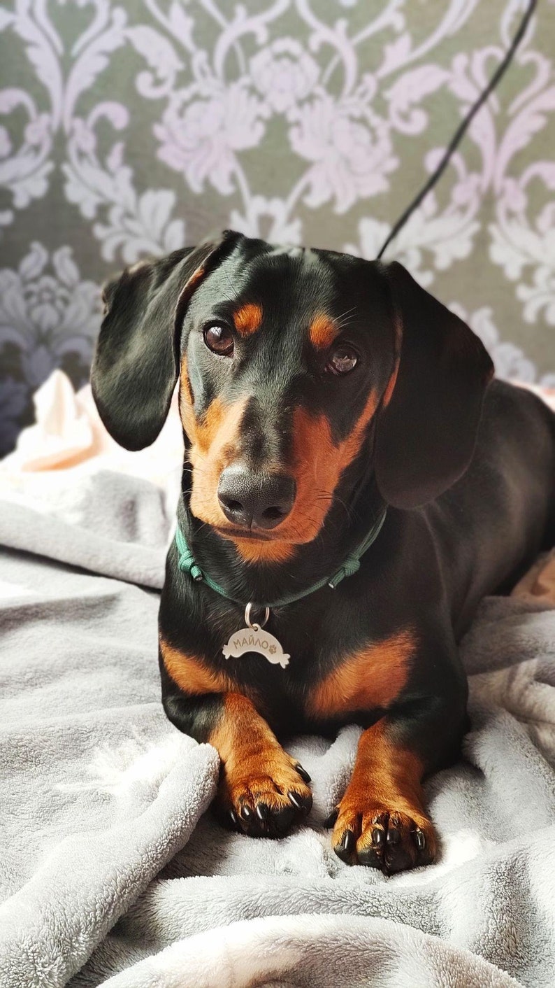 Personalized Sausage Dog ID Tag: Stainless Steel Pet Tag image 8