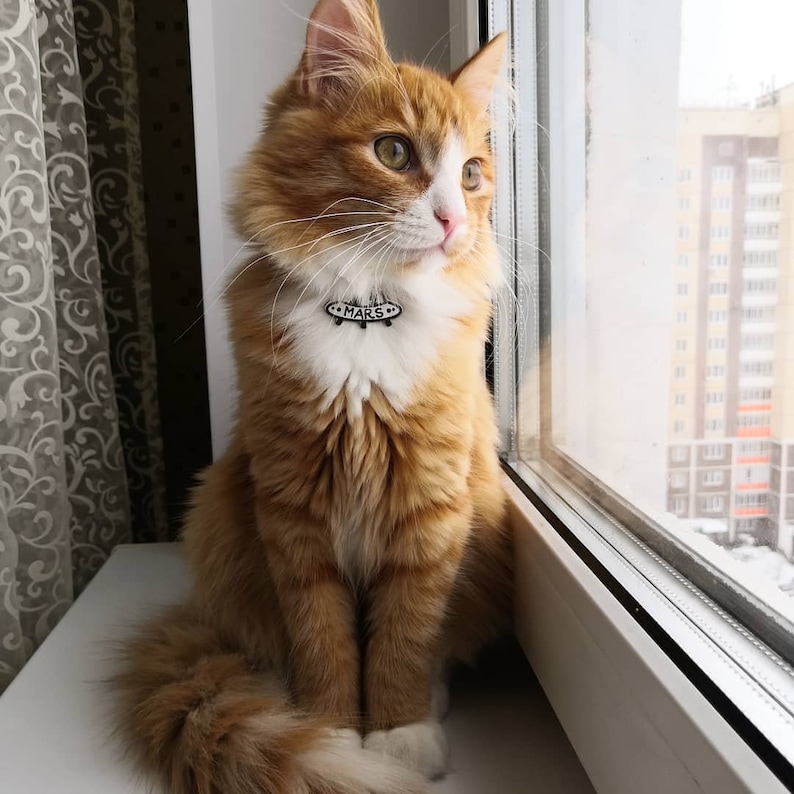 May include: A ginger cat with white markings sits on a windowsill, looking out the window. The cat is wearing a black collar with a white spaceship charm that says "MARS".