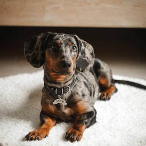 Personalized Sausage Dog ID Tag: Stainless Steel Pet Tag image 3