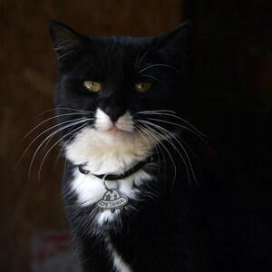 May include: A black and white cat with green eyes wearing a silver collar with a tag that says "СМЕТАНКА".