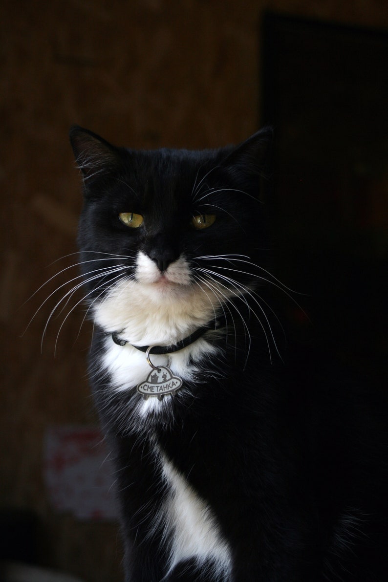 May include: A black and white cat with green eyes wearing a silver collar with a tag that says "СМЕТАНКА".