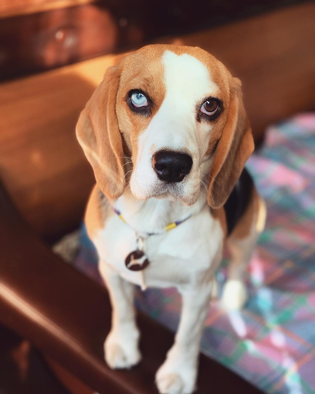 Beagle id tag beagle dog tag Beagle lover Beagle gifts Etsy