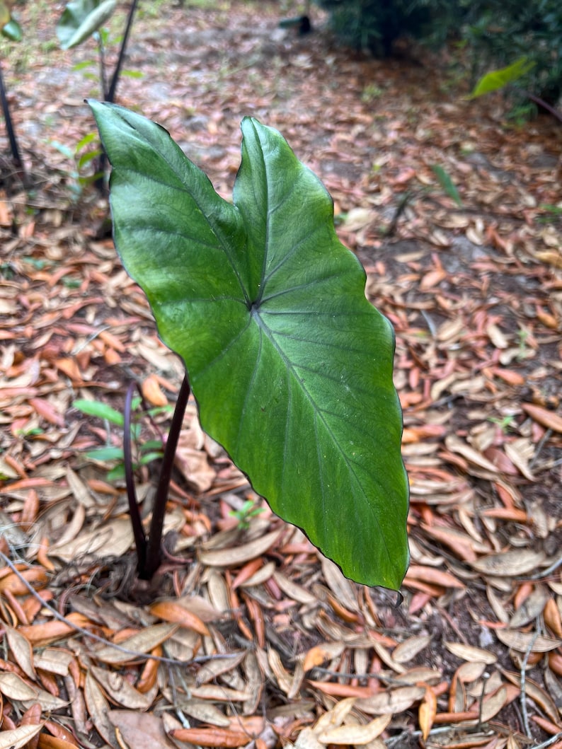 Black Stem Elephant Ear Bulb Etsy