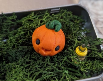 Baby pumpkin pet