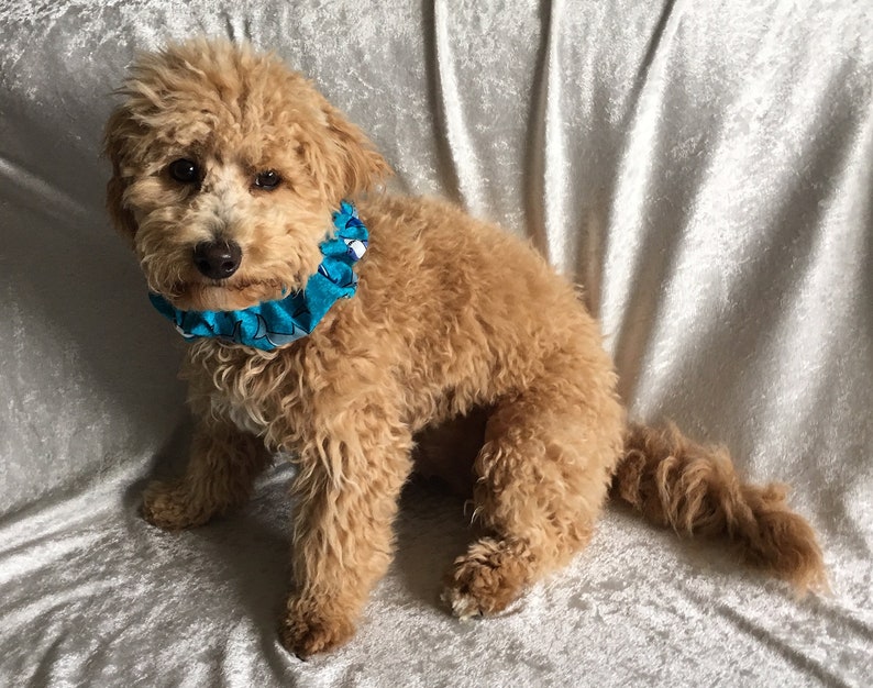 Pet Scrunchie Shark Dog Scrunchy Dog Neckwear