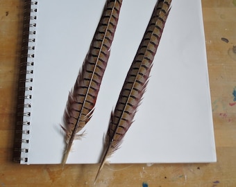 Pair of Pheasant Tail Feathers