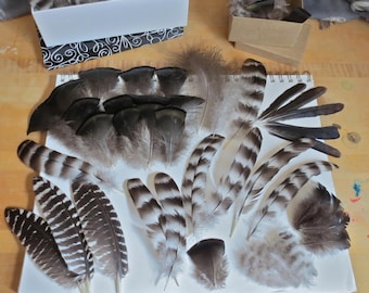 105x Natural Craft Feathers, Chicken and Turkey Feathers