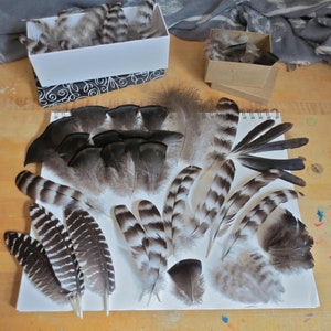 105x Natural Craft Feathers, Chicken and Turkey Feathers