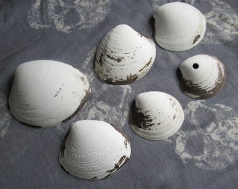 Quahog Clam Shells, Set of 6 North Atlantic Natural Sea Shells, Shells for Crafts, Terrarium Supply