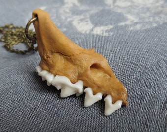 Fox Jaw Bone Necklace, Oddity, Jewelry, Real, Curiosity, Vulture Culture, Goblincore, Teeth, Tooth, Specimen, Accessory