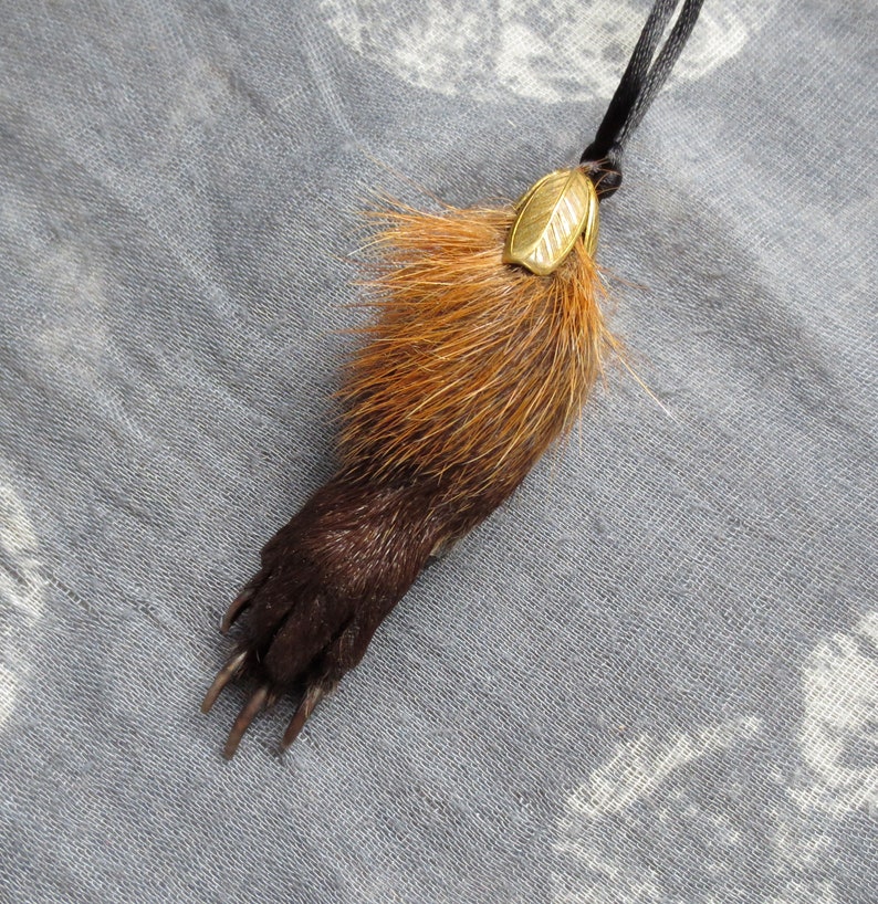 Taxidermy Woodchuck Paw Animal Real Oddity Curiosity Etsy