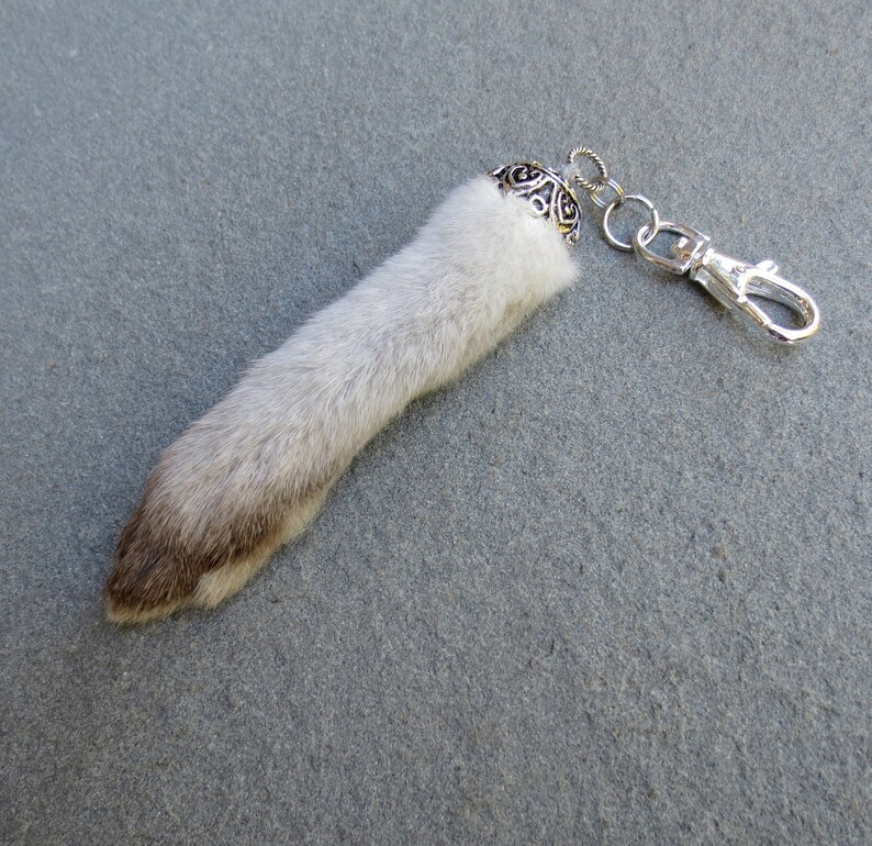 Real Rabbit Foot Taxidermy Oddity Curiosity Jackalope Etsy