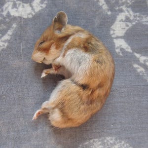 Mummified Hamster in sleeping pose, Real Animal Mummy