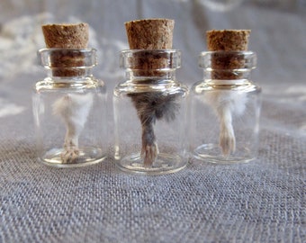 Mummified Mouse Paw Specimen Bottle, Tiny Oddity
