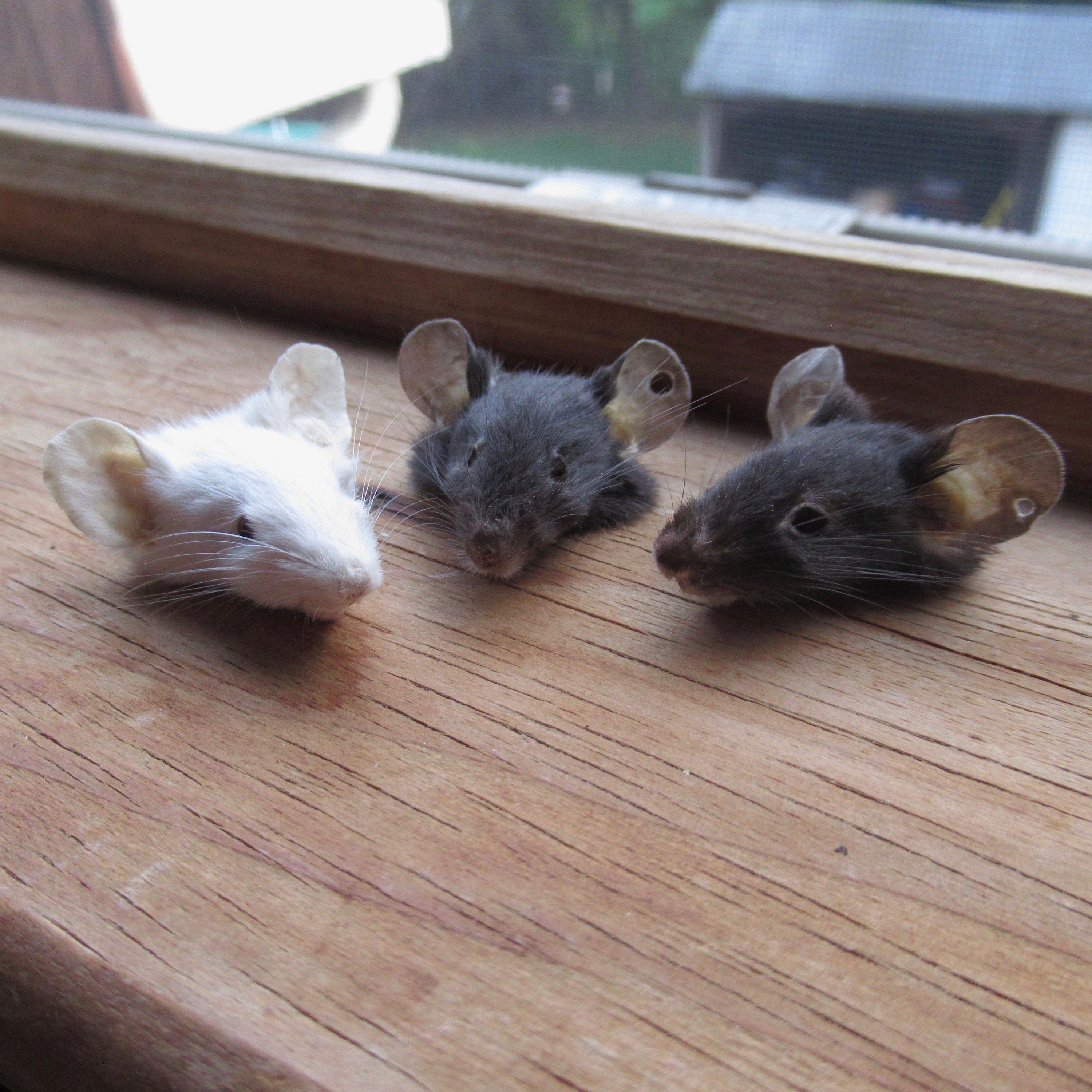 Siamese Mice For Sale lupon.gov.ph