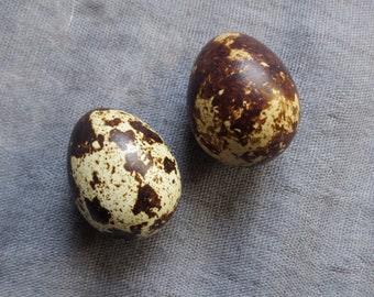 Coturnix Quail Eggs, 1 pair Hand Blown Eggs