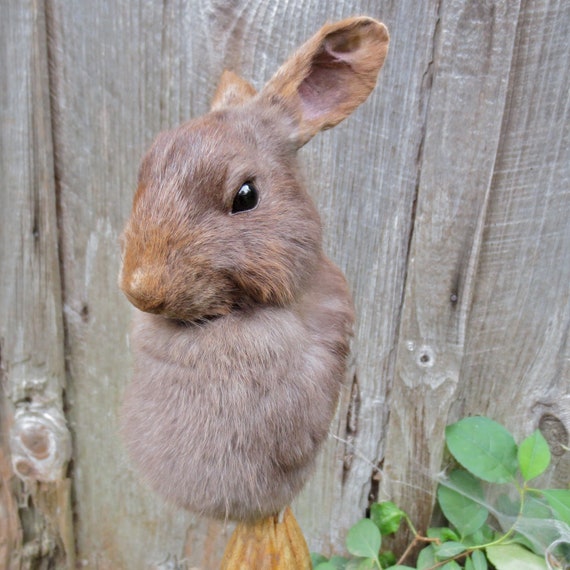 Taxidermy Rabbit Pedestal Mount Ethically Sourced Rabbit Etsy