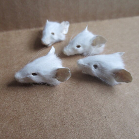 Mummified White Mouse Head 1pc Real Animal Mummy Taxidermy - Etsy Mummified White Mouse Head 1pc Real Animal Mummy Taxidermy - Etsy