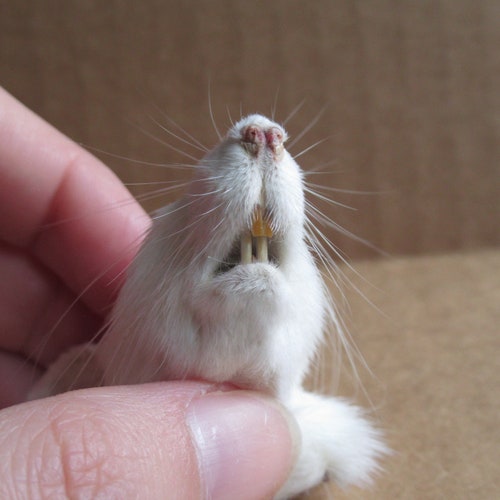 Mummified buy Rat Head, Large White Rat, Real Animal Mummy, Taxidermy Rat