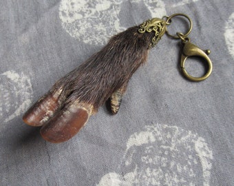 Taxidermy Hog Hoof Bag Clip, Wild Hog Foot