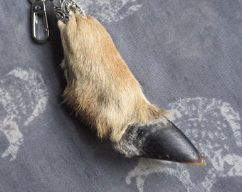 Taxidermy Deer Hoof Bag Clip, Pronghorn Antelope