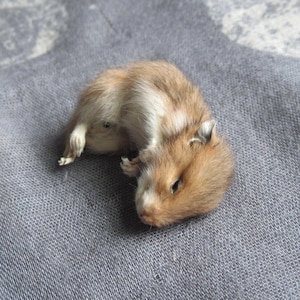 May include: A small, light brown and cream-colored hamster lying on its side. The hamster has soft fur, visible ears, and small paws tucked near its body. Its eyes are closed, and it is positioned in a resting posture with a light-colored underbelly.