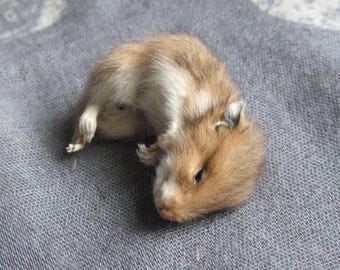 Präparierter winziger Hamster, Echter mumifizierter Hamster