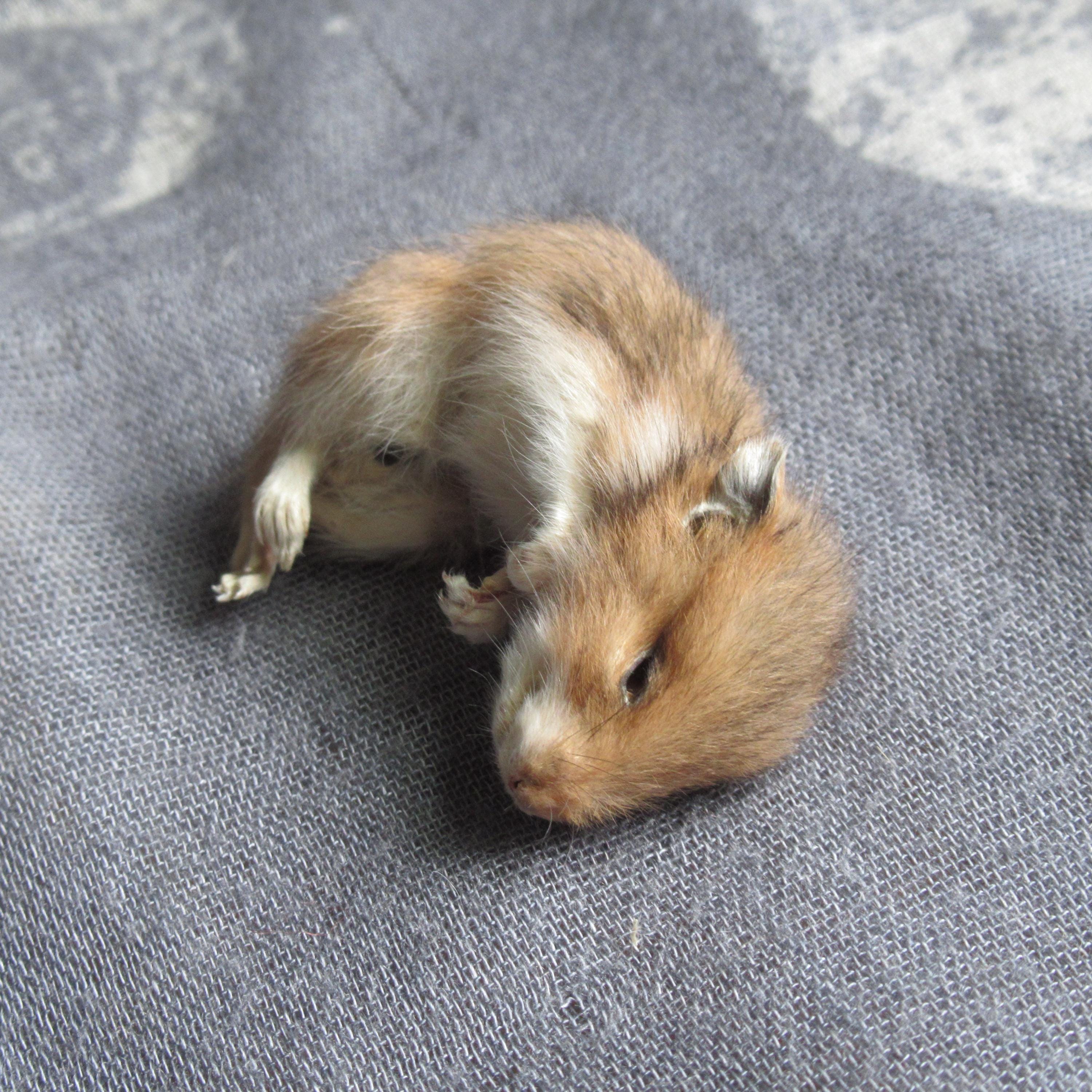 Taxidermy hamster - Etsy 日本