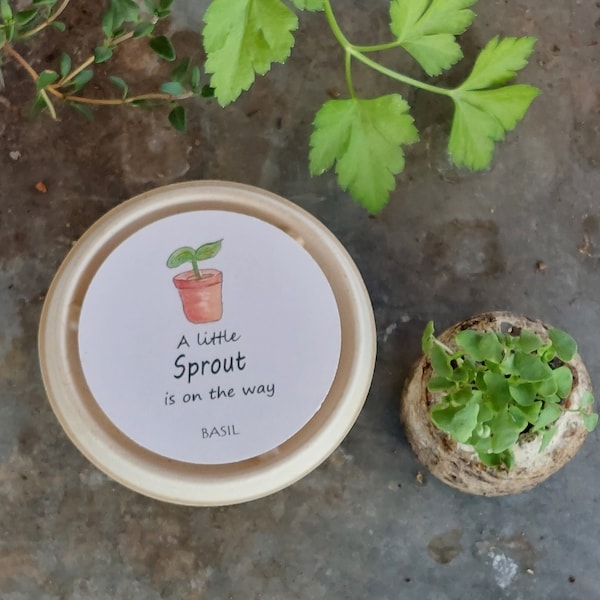 A Little Sprout garden kit, herb party favor, baby shower party favor, basil sprouts, baby growing favor