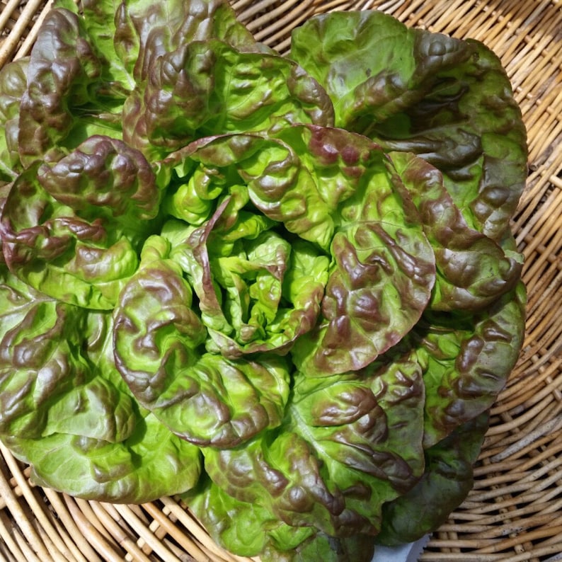 SALE Mescalin Lettuce Seed Spring lettuce seed mix