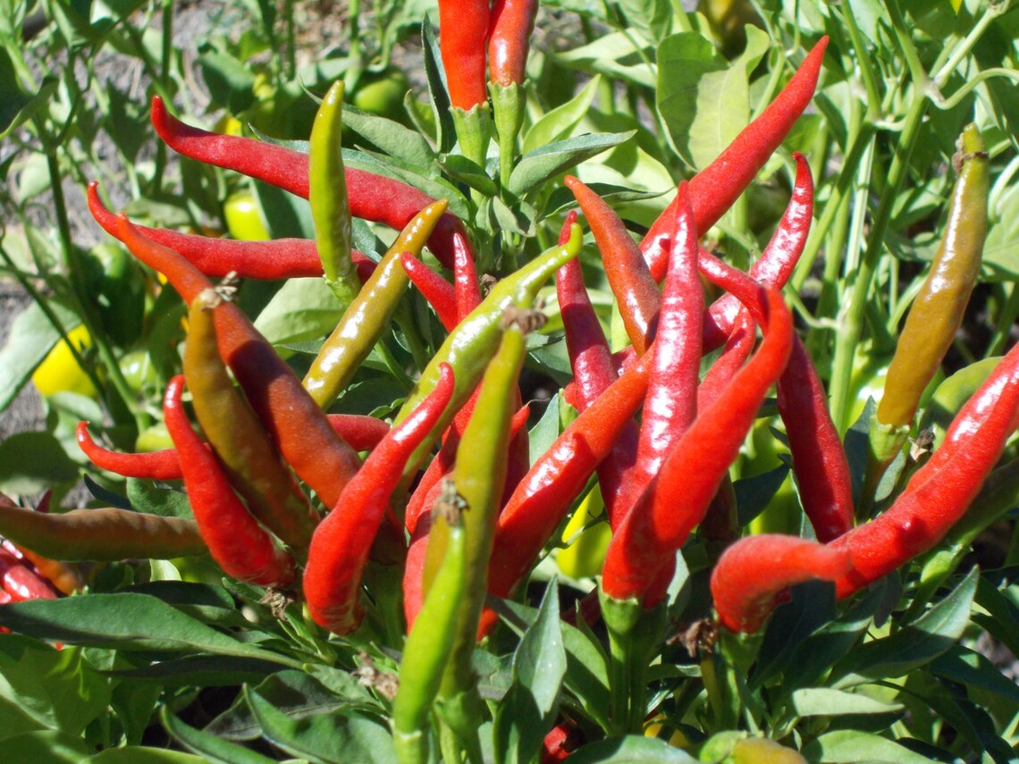 Red Hot Chili Pepper Rooster Spur chilli pepper chili pepper Etsy