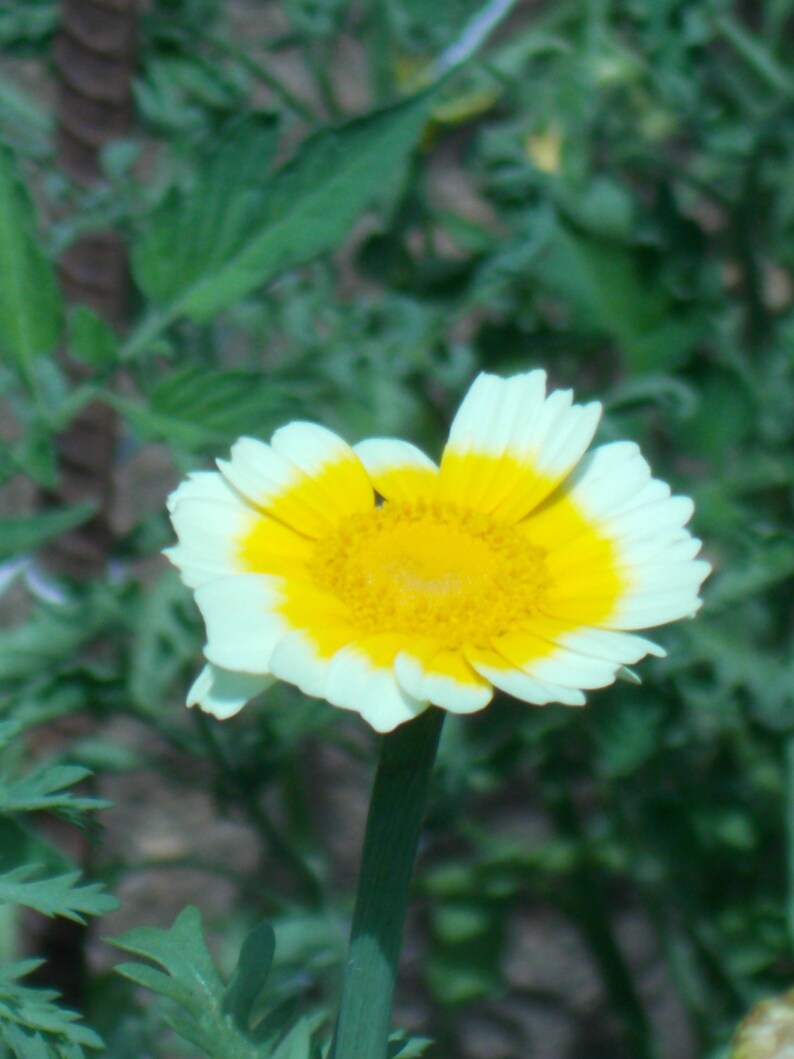 Edible Chrysanthemum Greens Salad Greens Shungiki greens Etsy