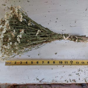 May include: A bundle of dried white flowers and green stems, tied together with a beige ribbon. The bundle is approximately 16 inches long, as measured by a yellow tape measure. The flowers rest on a white, weathered wooden surface.