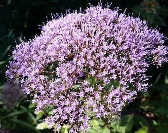 Purple Trachelium flower seeds, perennial plant, fabulous cut flower, florist favorite, Throatwort seeds, butterfly plant, bouquet filler