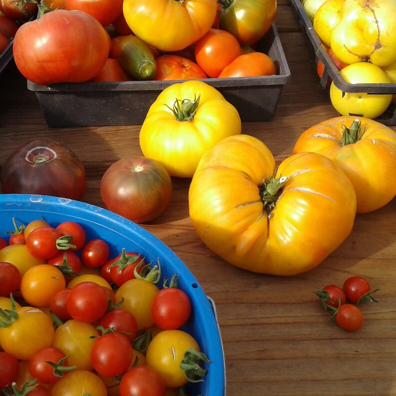 Variety pack of Heirloom Tomato seeds 10 packets of rare Etsy