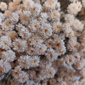 May include: Close-up of a collection of dried, small, white flowers with yellow centers. The flowers are clustered together, creating a dense, textured appearance. The overall color palette is neutral, with shades of white and beige.