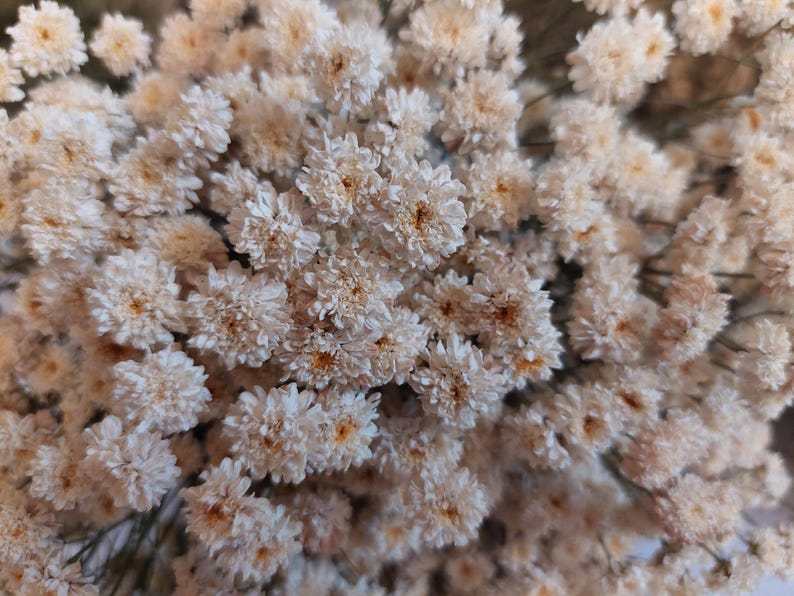 May include: Close-up of a collection of dried, small, white flowers with yellow centers. The flowers are clustered together, creating a dense, textured appearance. The overall color palette is neutral, with shades of white and beige.