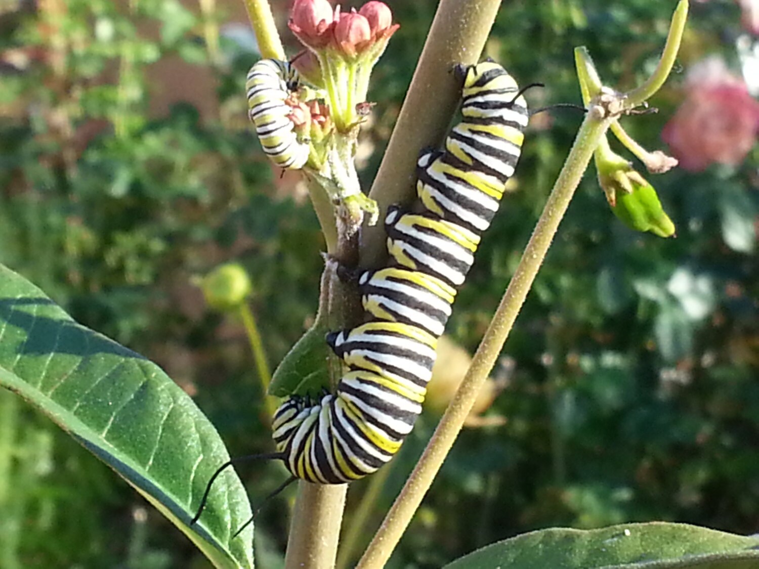 Milkweed Seeds Butterfly Weed Asclepias seeds Monarch Etsy