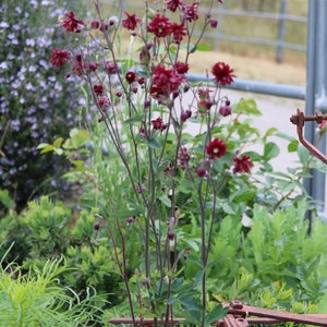 Red Nora Barlow Columbine seeds, Aquilegia seeds, perennial flower seeds, shade garden seeds, cut flower seeds image 7