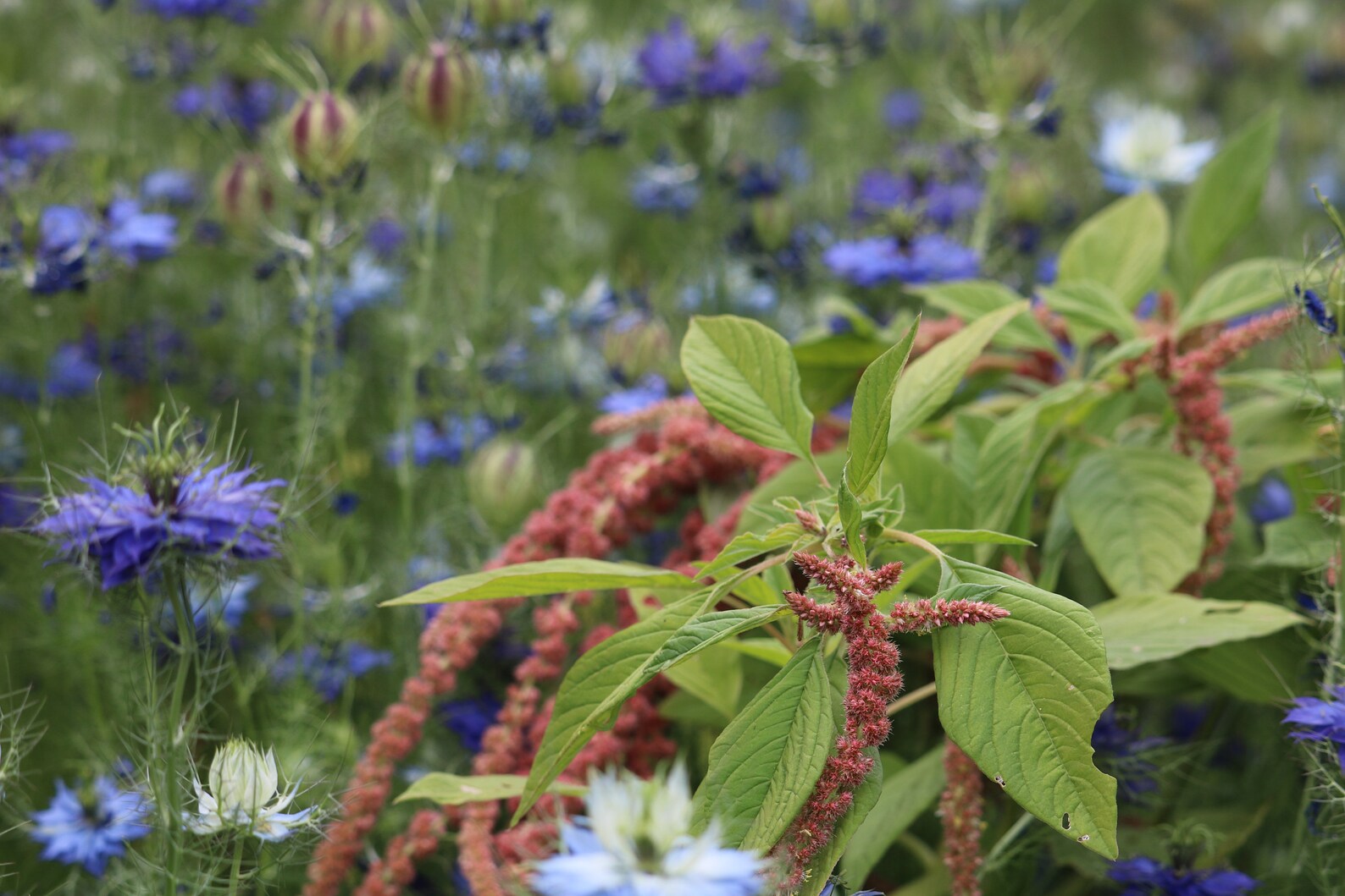 Coral Fountain Amaranthus seeds annual cut flower seeds Love Etsy